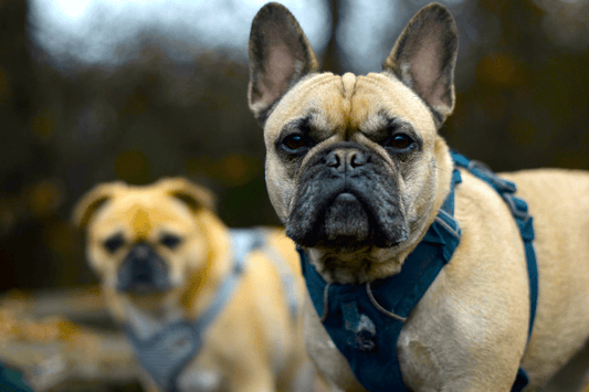Trekken aan de lijn? Ontdek waarom een anti-trektuigje het verschil kan maken - Willow & Wags