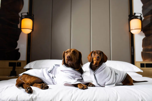 Waarom een natte hond niet altijd vanzelf opdroogt - Willow & Wags