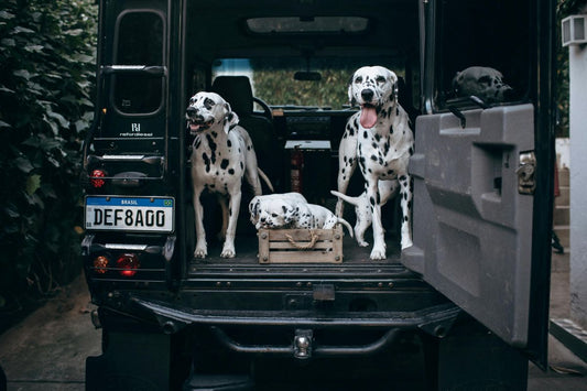 De Ultieme Roadtrip met je Hond