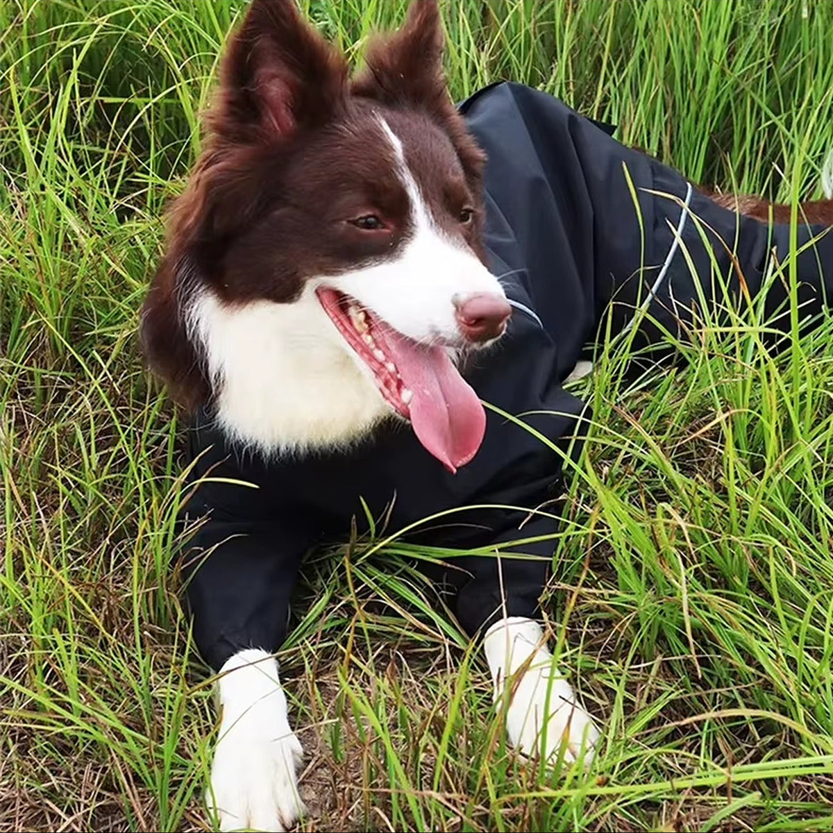 Border collie in zwart waterdicht regenpak in het gras