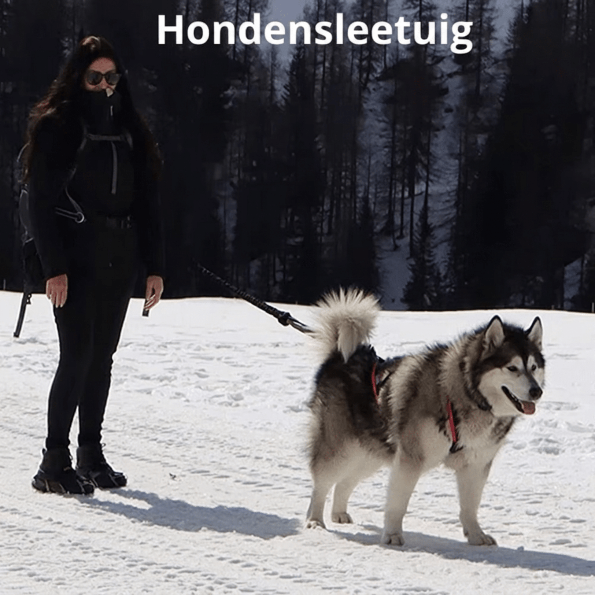 Nordic Adventure Hondenharnas voor Grote Honden - Willow & Wags