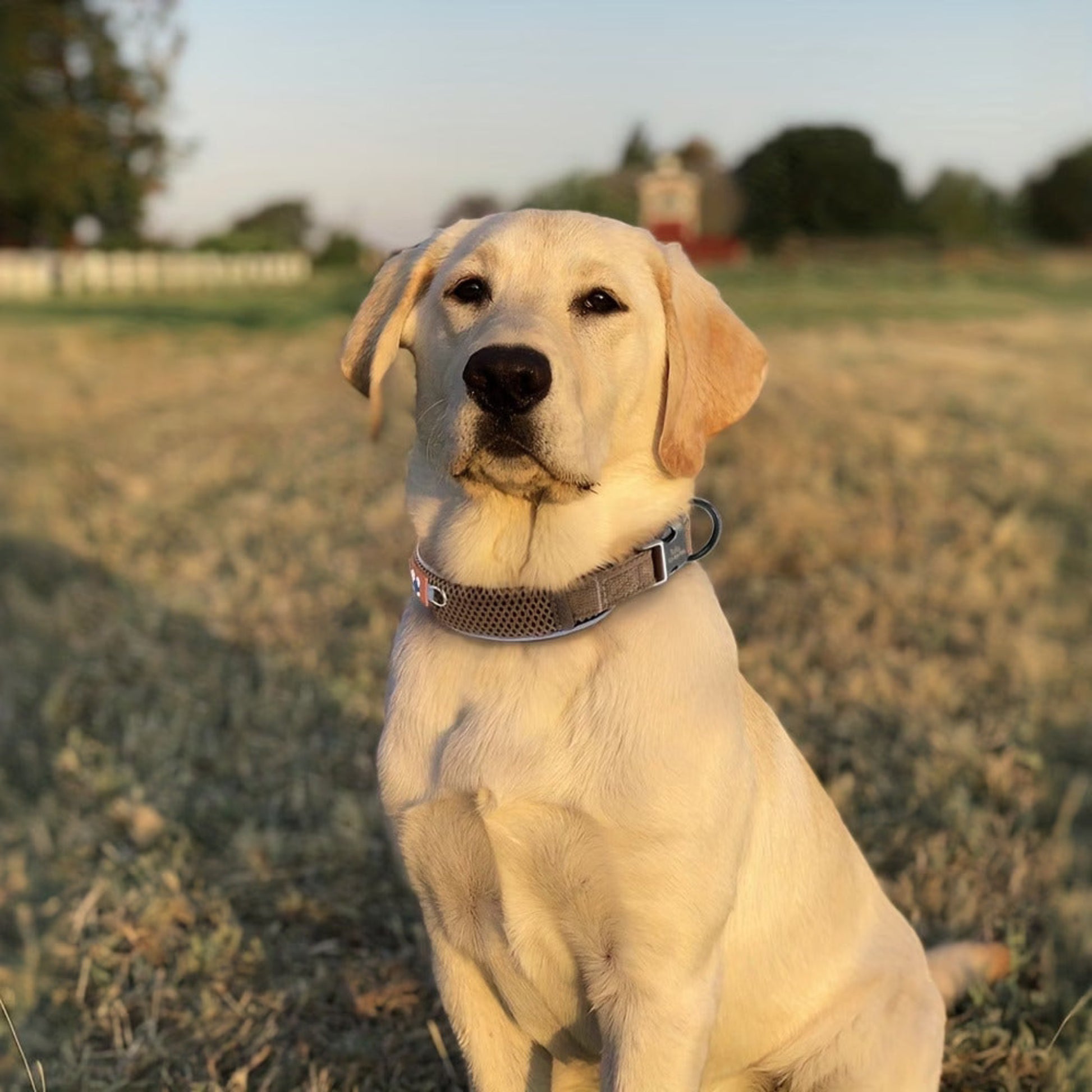 Reflecterende Hondenhalsband met Zachte Mesh Voering - Willow & Wags